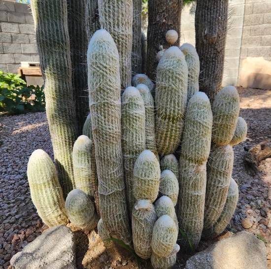 Espostoa Lanata