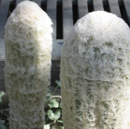 Espostoa Melanostele