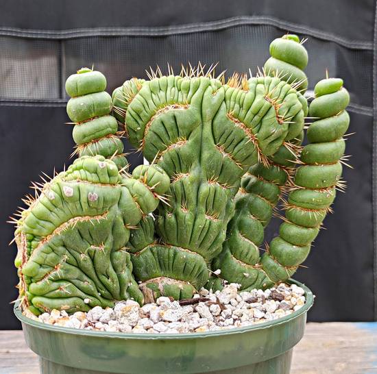 Eulychnia Castanea Cristata
