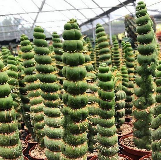 Eulychnia Castanea Spiralis