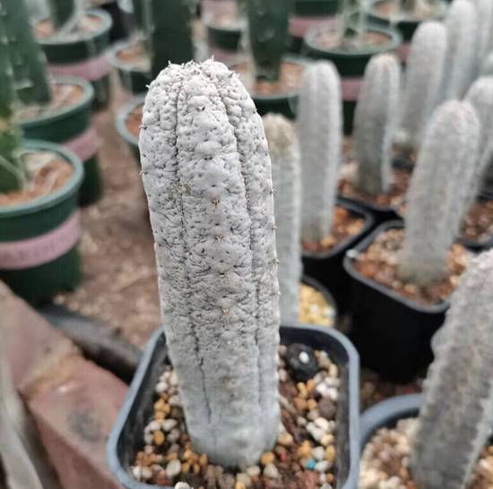 Euphorbia Abdelkuri