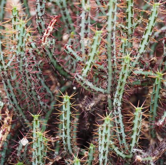 Euphorbia Aeruginosa