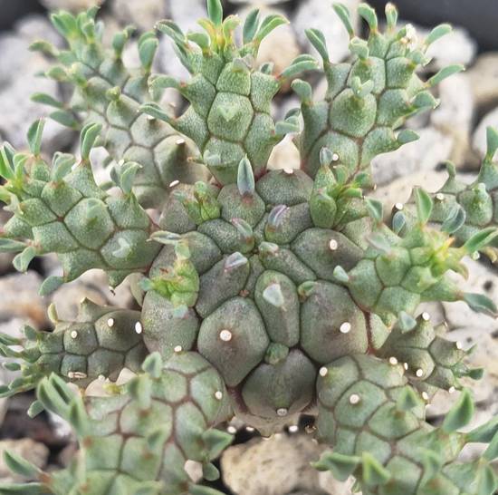 Euphorbia Atroviridis