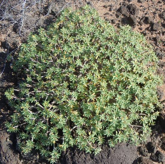 Euphorbia Balsamifera
