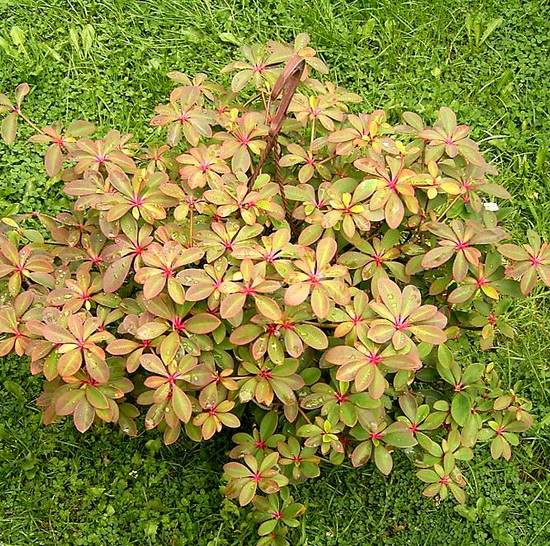 Euphorbia Bongolavensis