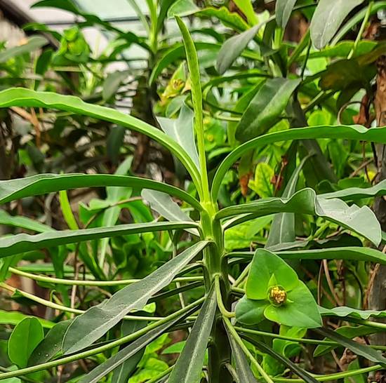 Euphorbia Bubalina