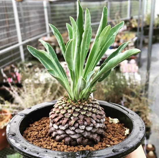 Euphorbia Bupleurifolia