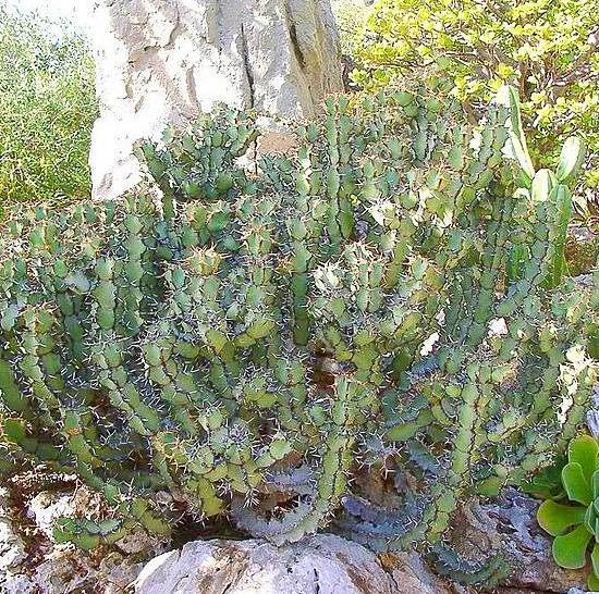 Euphorbia Caerulescens
