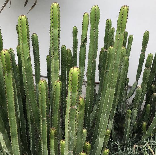 Euphorbia Canariensis