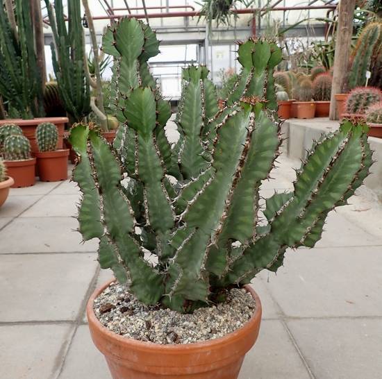 Euphorbia Cooperi