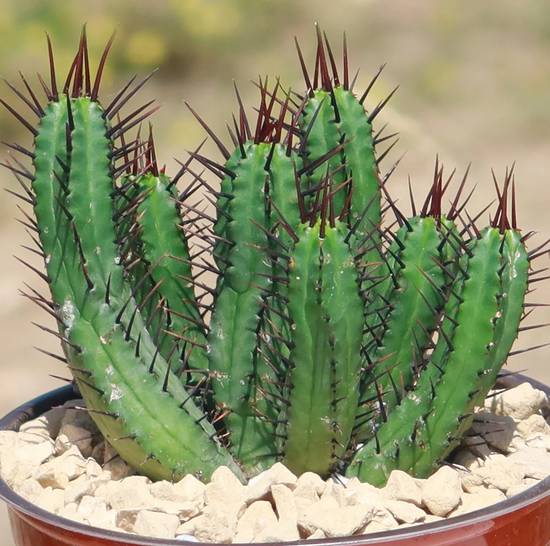 Euphorbia Enopla
