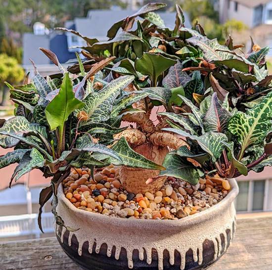 Euphorbia Francoisii