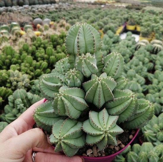 Euphorbia Fruticosa Inermis