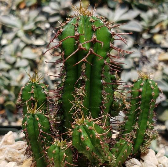 Euphorbia Fruticosa