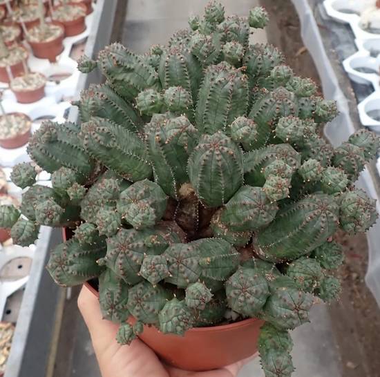 Euphorbia Globosa