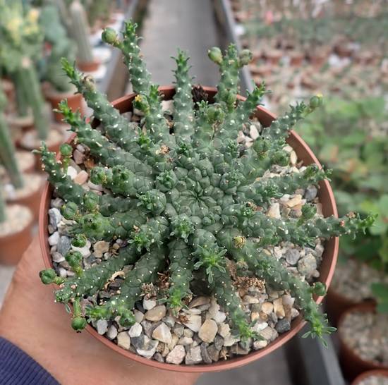 Euphorbia Gorgonis