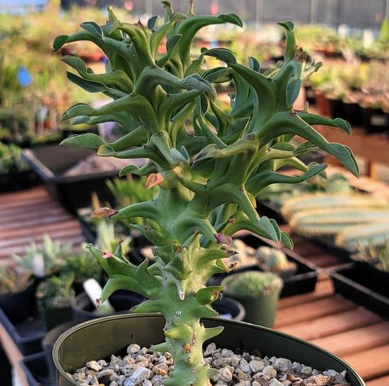 Euphorbia Hamata