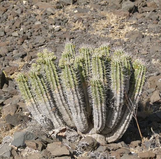 Euphorbia Handiensis