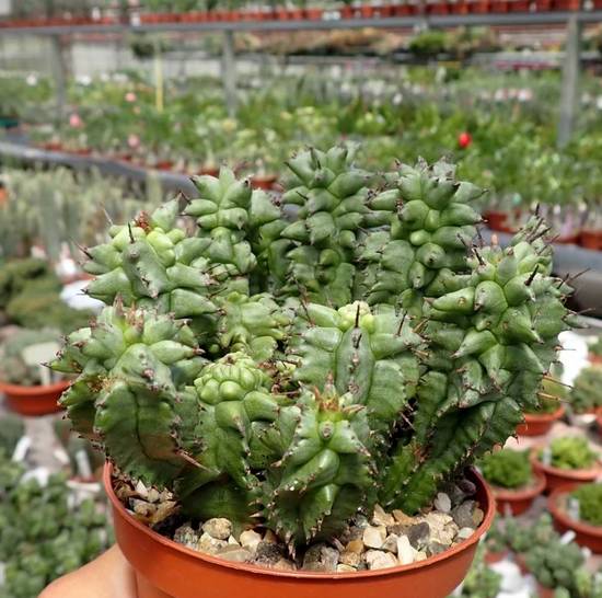 Euphorbia Horrida Monstruosa