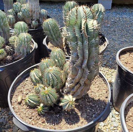 Euphorbia Horrida