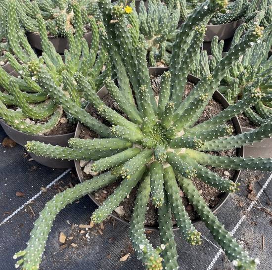 Euphorbia Inermis