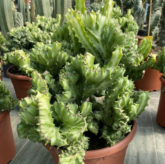 Euphorbia Lactea Cristata