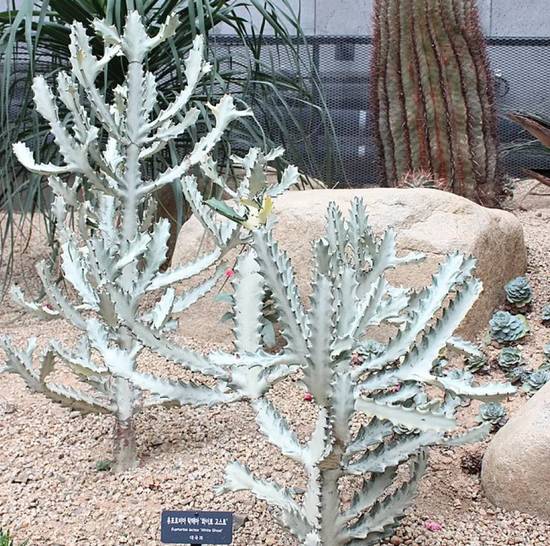 Euphorbia Lactea White Ghost