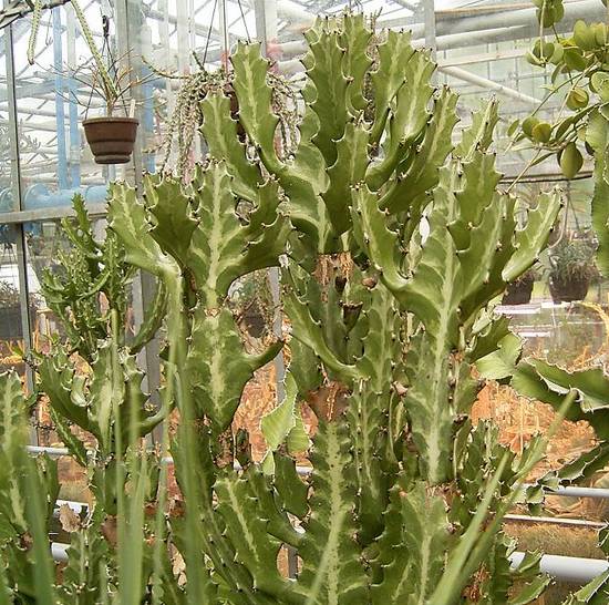 Euphorbia Lactea