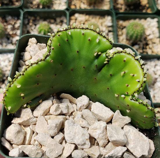Euphorbia Leucodendron Cristata