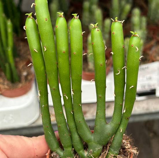Euphorbia Leucodendron