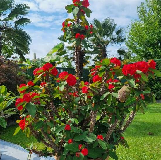 Euphorbia Milii