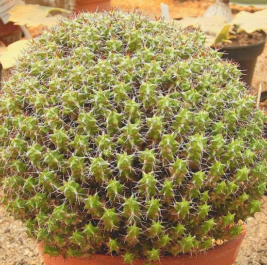 Euphorbia Mitriformis