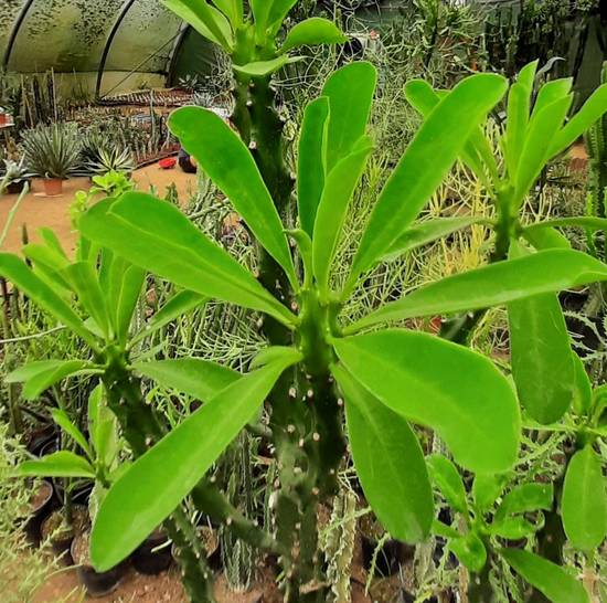 Euphorbia Neriifolia