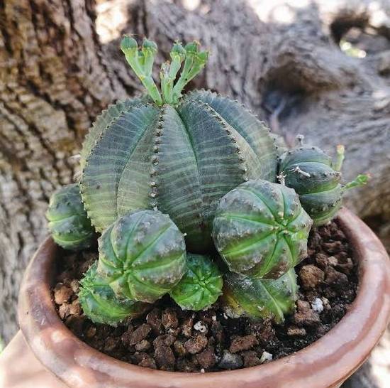 Euphorbia Obesa