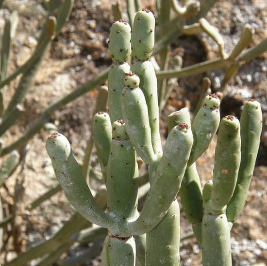 Euphorbia Oncoclada