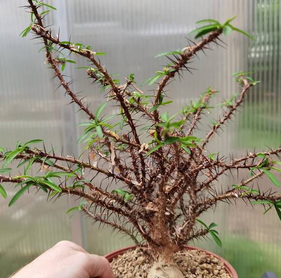 Euphorbia Pedilanthoides