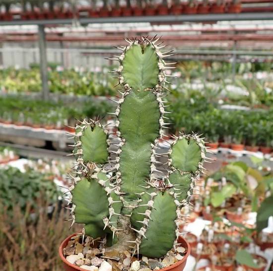 Euphorbia Polyacantha