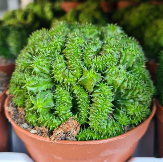 Euphorbia Polygona Cristata