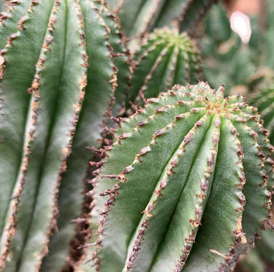 Euphorbia Polygona