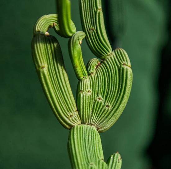 Euphorbia Sipolisii Cristata