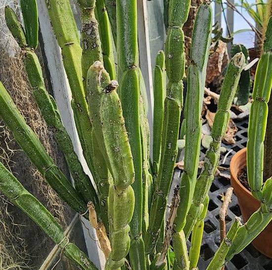Euphorbia Sipolisii
