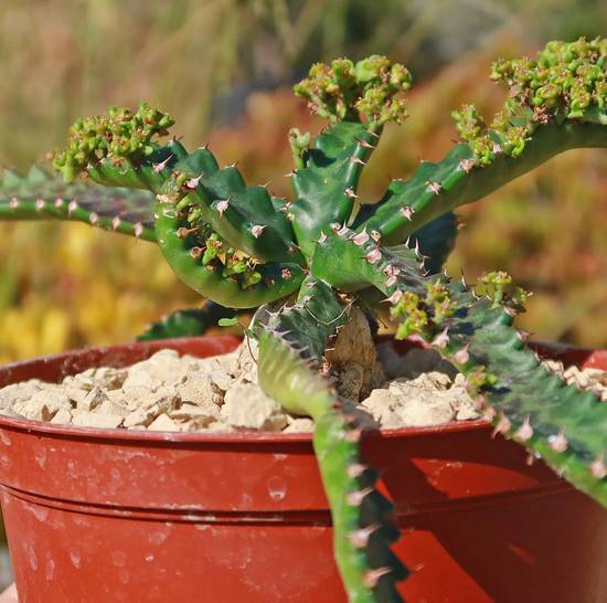 Euphorbia Stellata