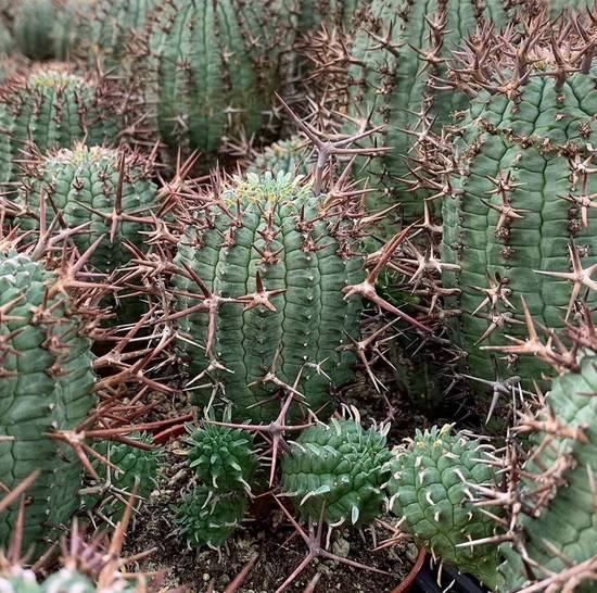 Euphorbia Stellispina