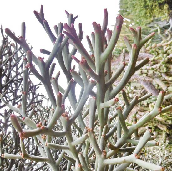 Euphorbia Stenoclada