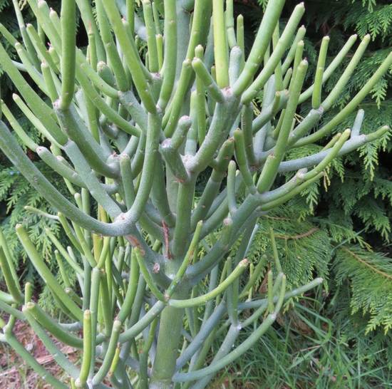 Euphorbia Tirucalli