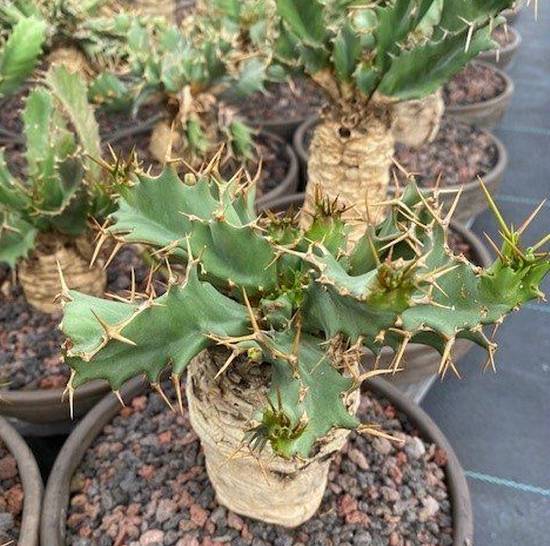 Euphorbia Tortirama