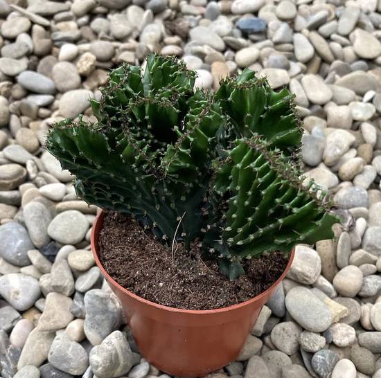 Euphorbia Triangularis Cristata