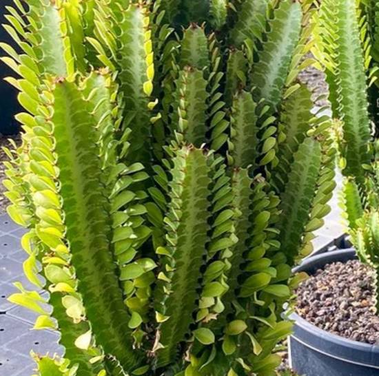 Euphorbia Triangularis
