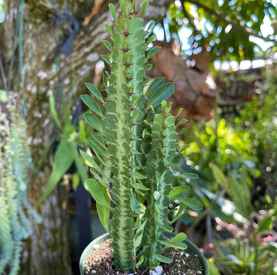 Euphorbia Trigona