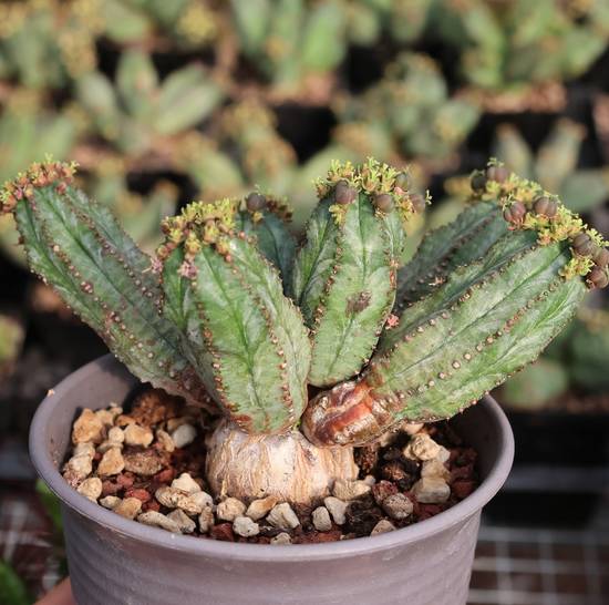 Euphorbia Tubiglans